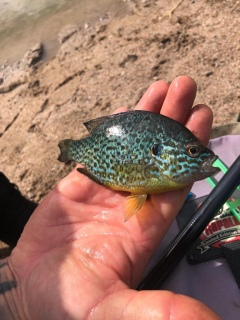 Muu kalalaji 50 g